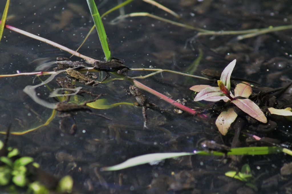 Girini e piccoli adulti di Bufo bufo